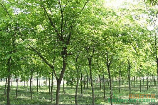 苗木種植避坑指南 拒絕跟風(fēng)，差異化才是王道