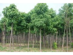 河南省太康縣國(guó)新苗木種植專業(yè)合作社 優(yōu)質(zhì)速生楸樹(shù)，規(guī)格齊全，大量供應(yīng)