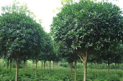 高價(jià)值樹(shù)木種植指南 選擇、策略與市場(chǎng)前景