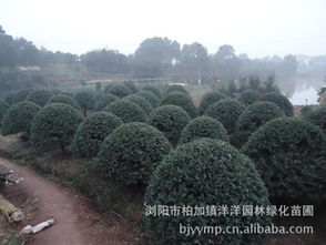 精品綠化苗木枸骨球批發(fā)供應(yīng)指南 從瀏陽(yáng)苗圃到農(nóng)苗網(wǎng)一站式采購(gòu)