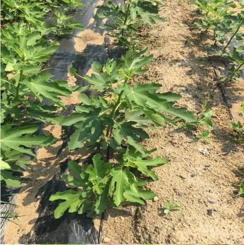 德格華麗無(wú)花果樹(shù)苗品種齊全 煜爍苗木