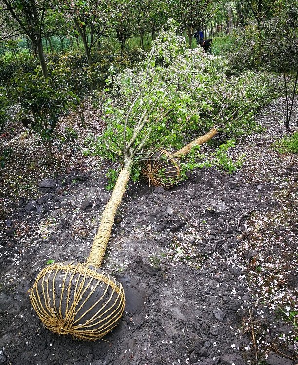 成都西府海棠種植基地 供應北美海棠，直發全國工程景觀